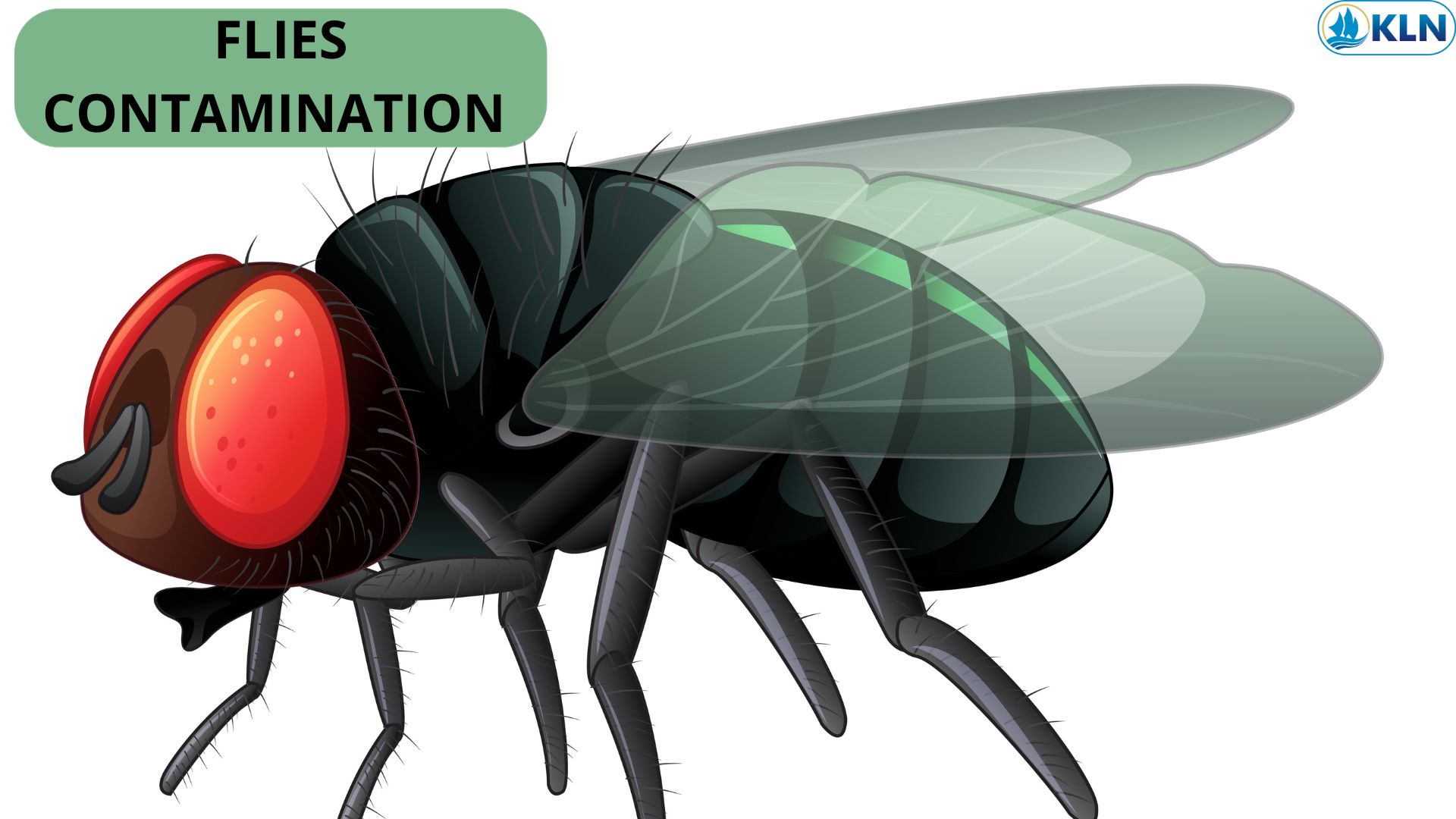 FLIES CONTAMINATION 